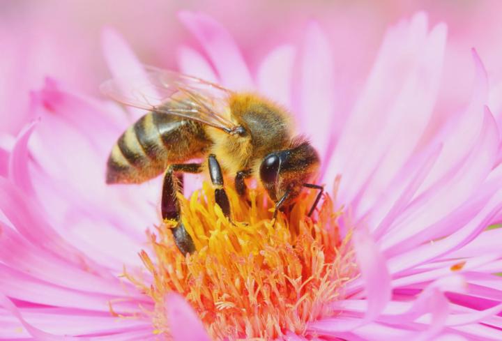 Happy World Honeybee Day 2025