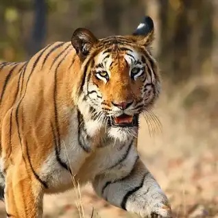 Aadith Krishna