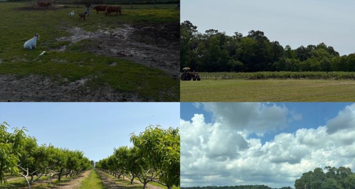 Fruit & Vegetable Farming