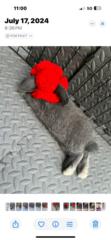 Guin Showalter
