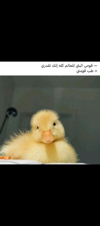 ملاذ حيدر