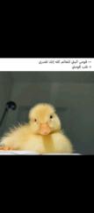 ملاذ حيدر