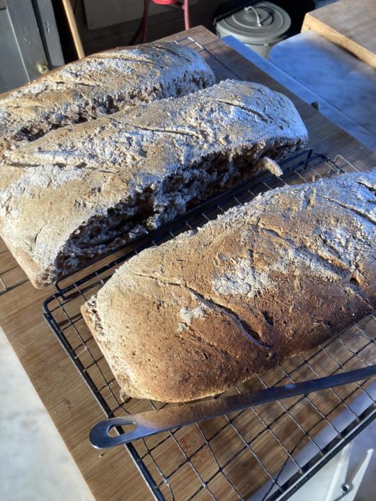 Sourdough Pics