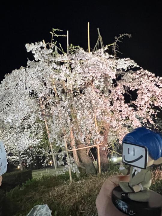 顏 椿