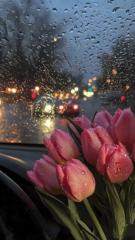 Ashcka Daïna Fortune