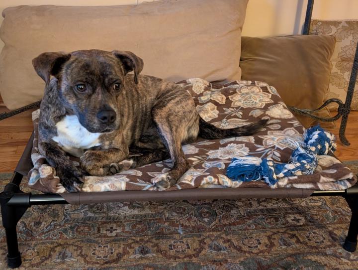 Case Study #316 - Spruce 