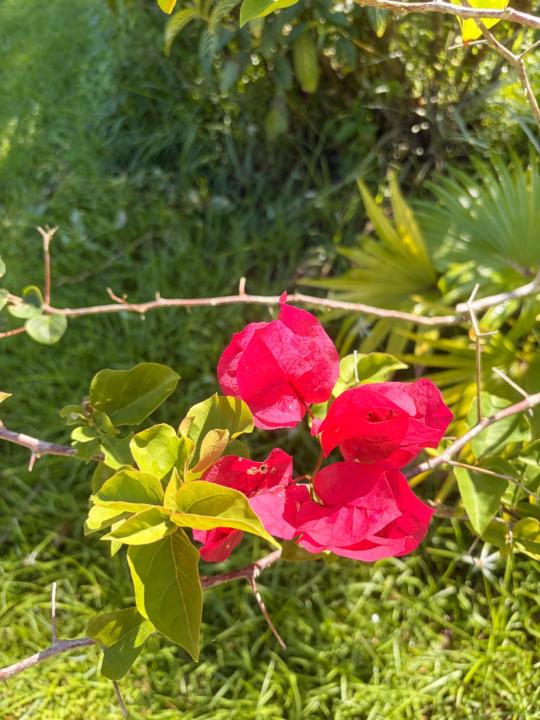 Itzelmarie Feliciano