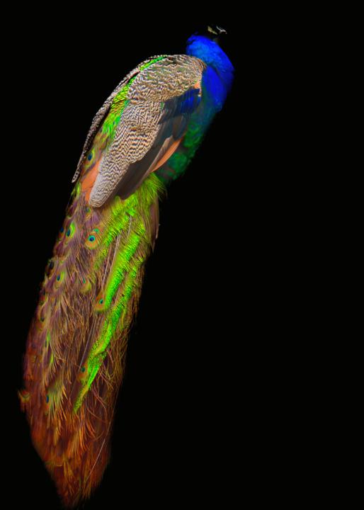 OUTSIDE WITH THE A1ii