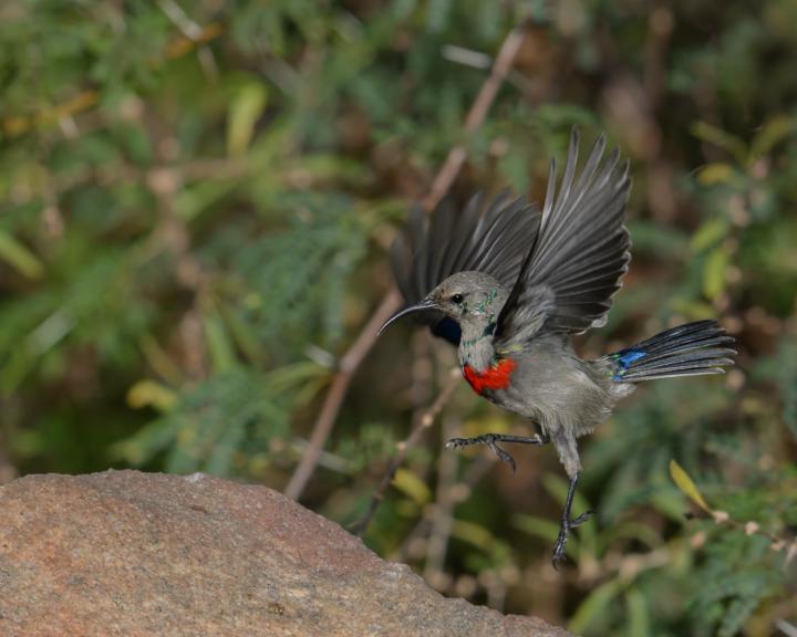 Coming in to land