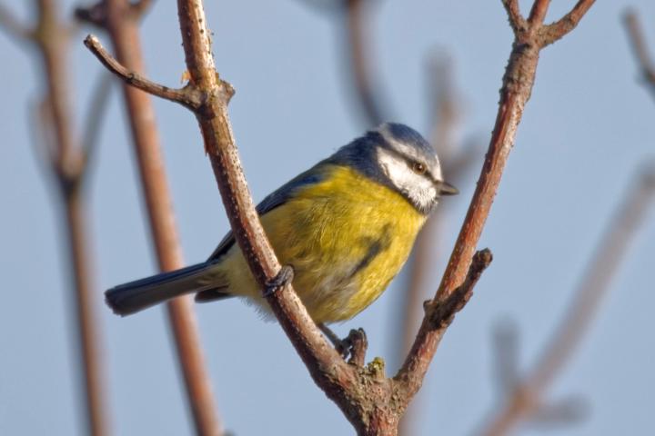 Birds don’t sing for beauty — they sing for territory, identity, and survival.