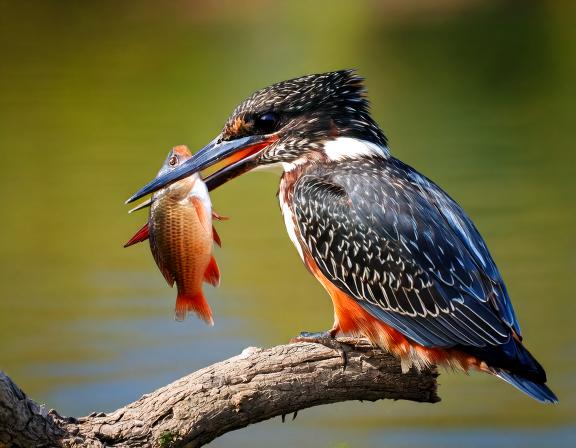 Intaka Island #1 Kingfishers