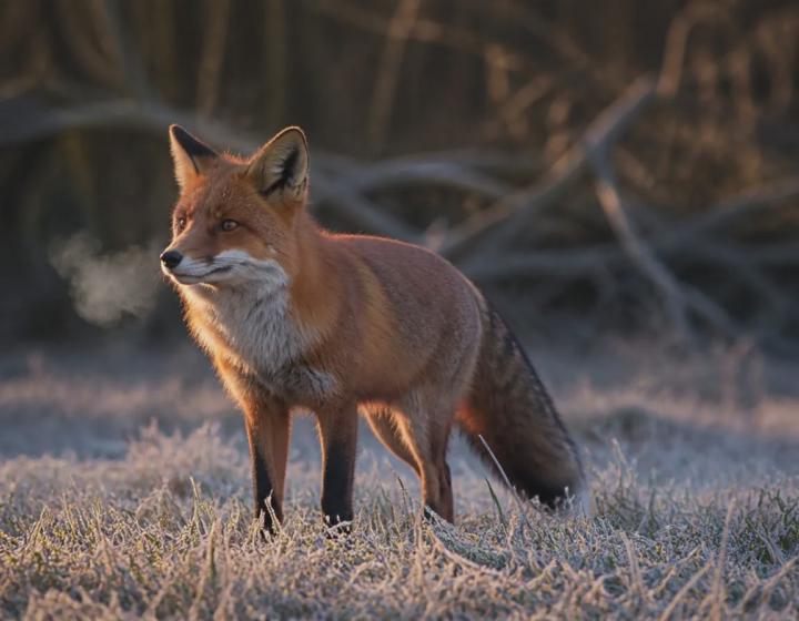 🦊 Fact of the Day