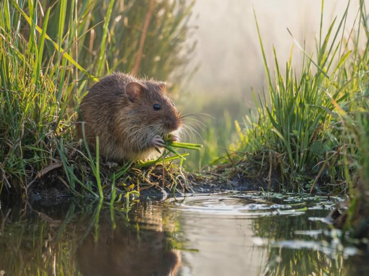 🐾 Fact of the Day — Water Voles at Rainham Marshes