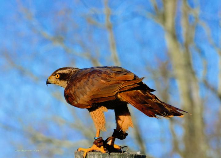 USED MY NEW A9iii for the frist time