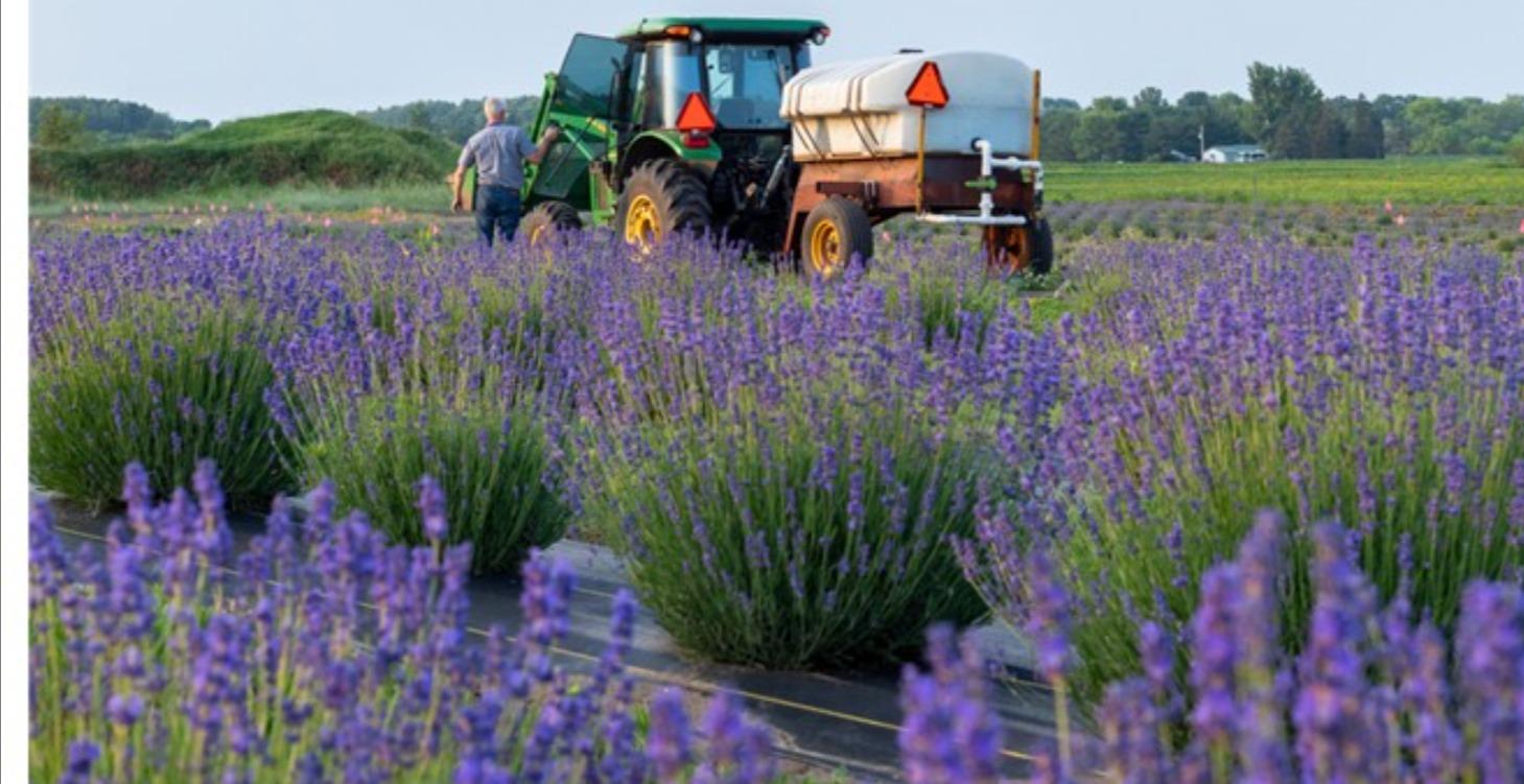 Intermediate Lavender Grower Course