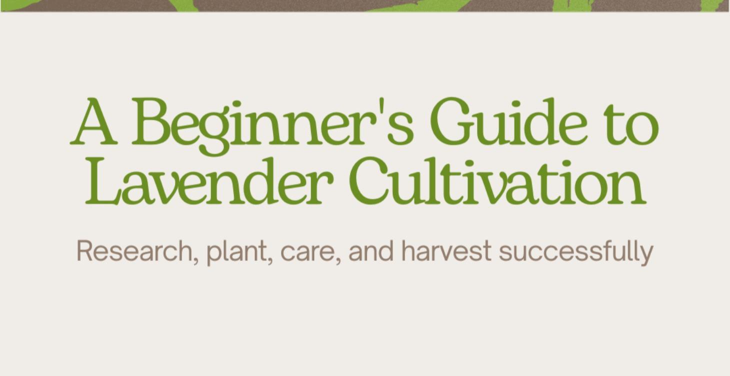 Beginner's Guide to Lavender Cultivation