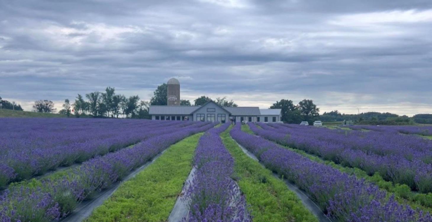 Become a Lavender Farm Owner
