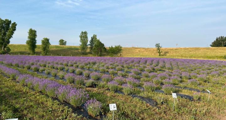 Lavender Growers