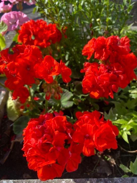 Abdulmujeebharrison Aliyu