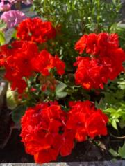 Abdulmujeebharrison Aliyu