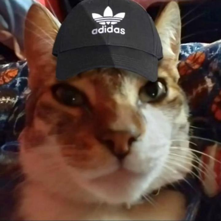 Leo Sal