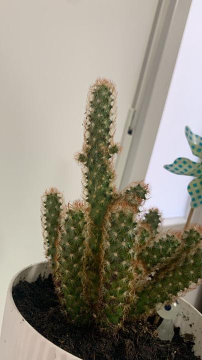 Melis Hernández Suárez