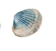 Stevie-Tallulah Ellis-Atkinson