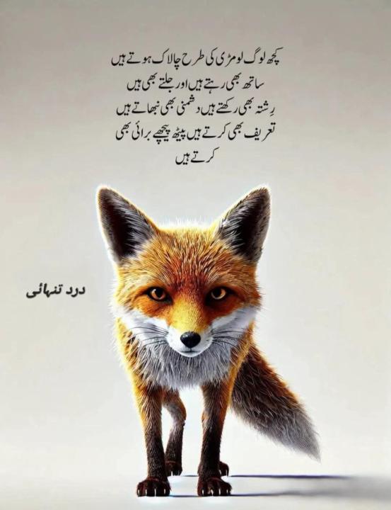 Amir Sohail