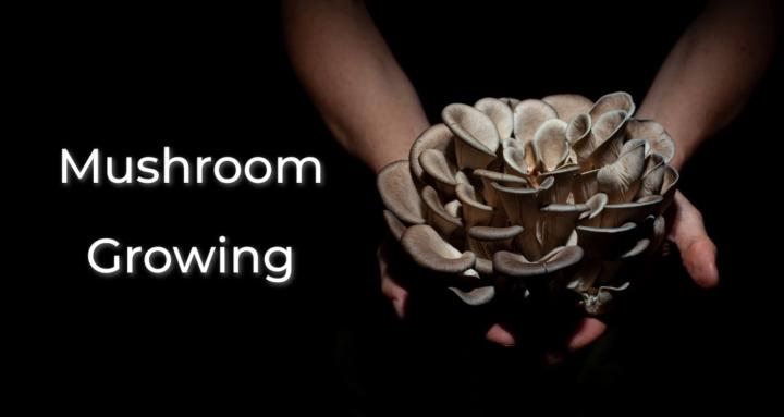 Mushroom Growing
