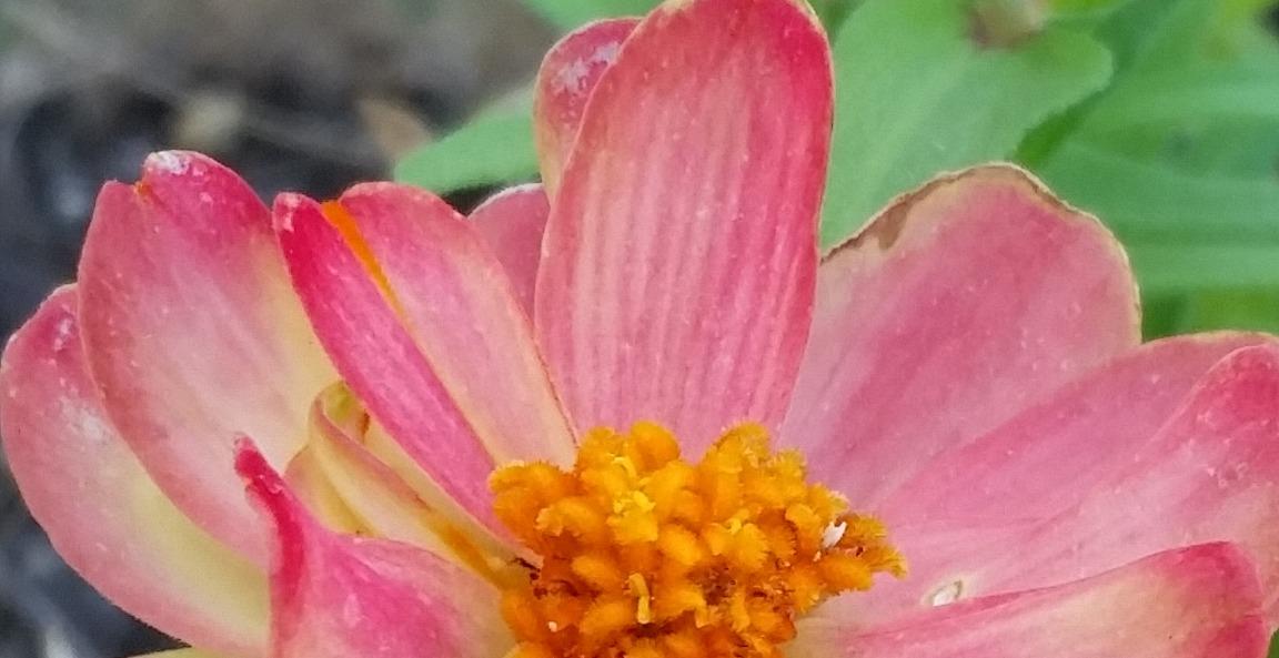 🌿 Week 2: Identity— Who Am I Really?*WEEK2* PART2