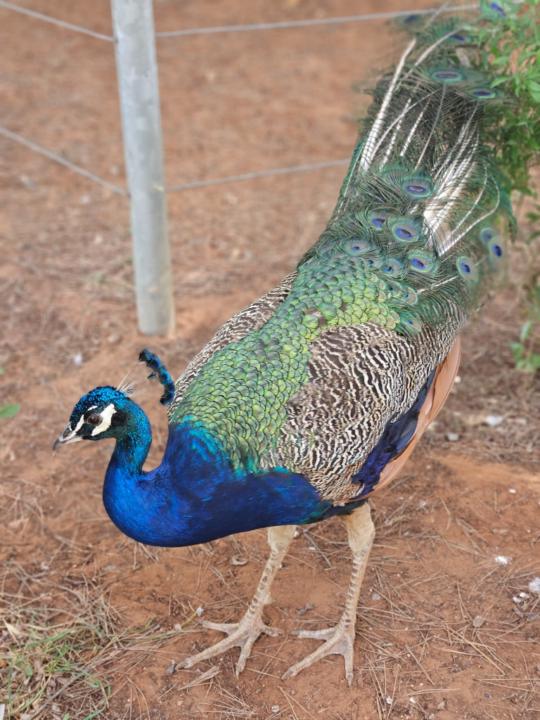 Georgiana Diana Băluță