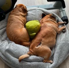 Susan Hamilton