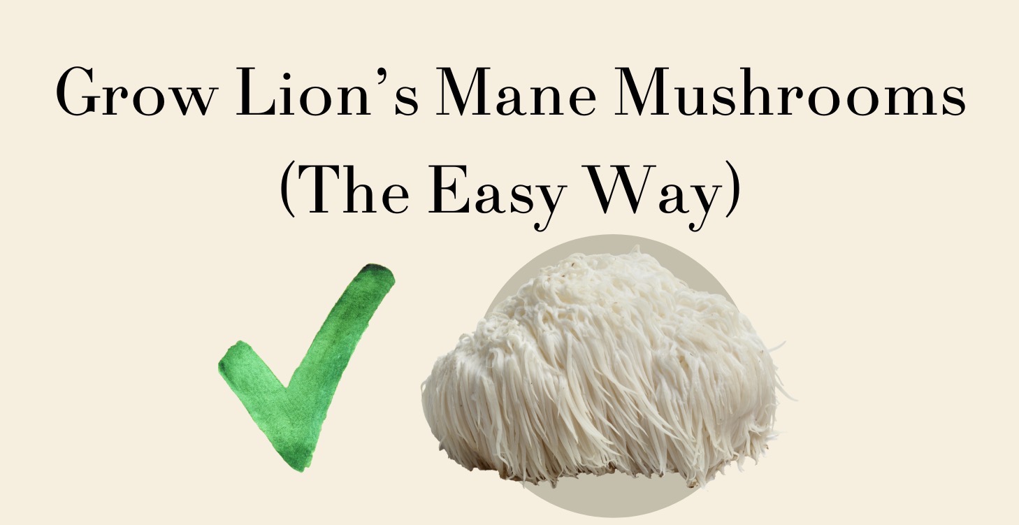 Grow Lion's Mane Mushrooms