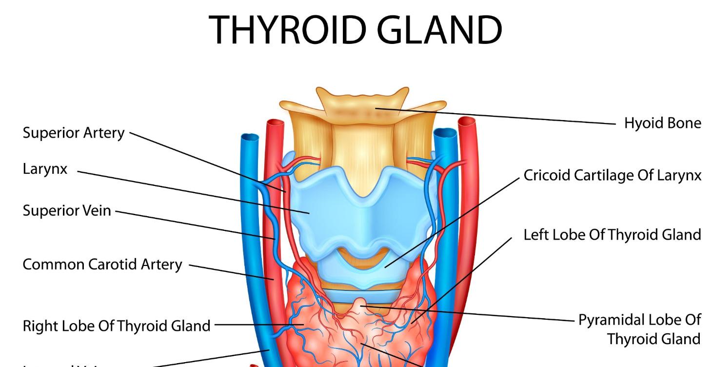 ЩИТОВИДНАЯ ЖЕЛЕЗА 2025
