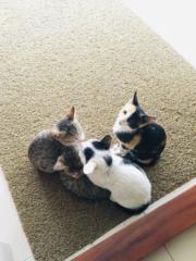 Muhammad Mishab Teekay