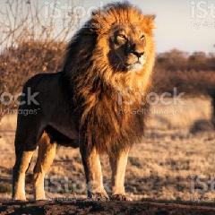 Camille Lion