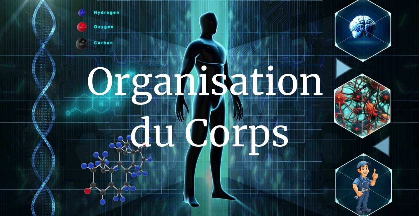 Organisation du Corps - Français
