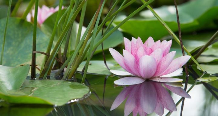 2ND SPRING HOUSE OF LOTUS