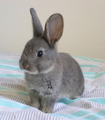 Ollykin Tena