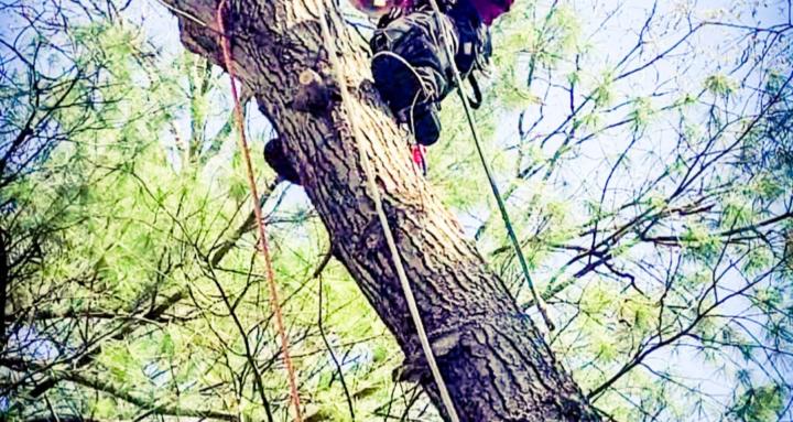 How to climb a tree srt or drt