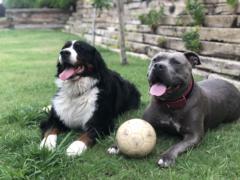 Vicente Alcon Sepulveda