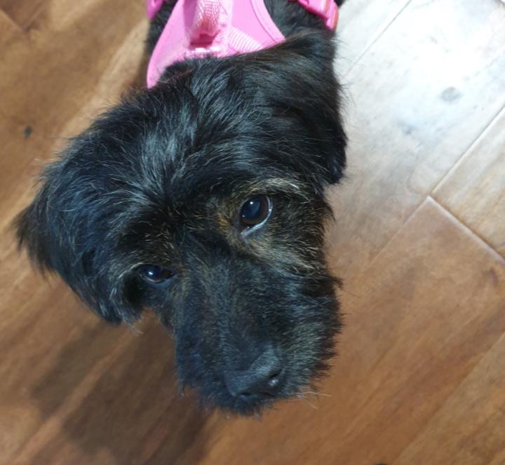 Susan Kerton-Locascio