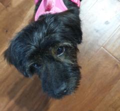 Susan Kerton-Locascio