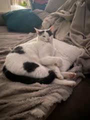 Anouck Bonifacie-barthelemy