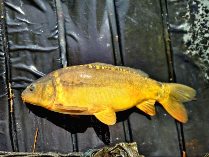 Carp so far this week.