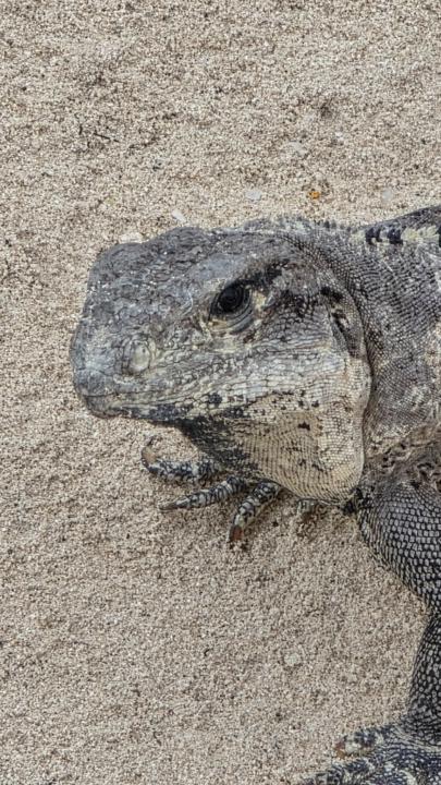 Xenofon Papadopoulos