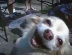 Francis Paulo