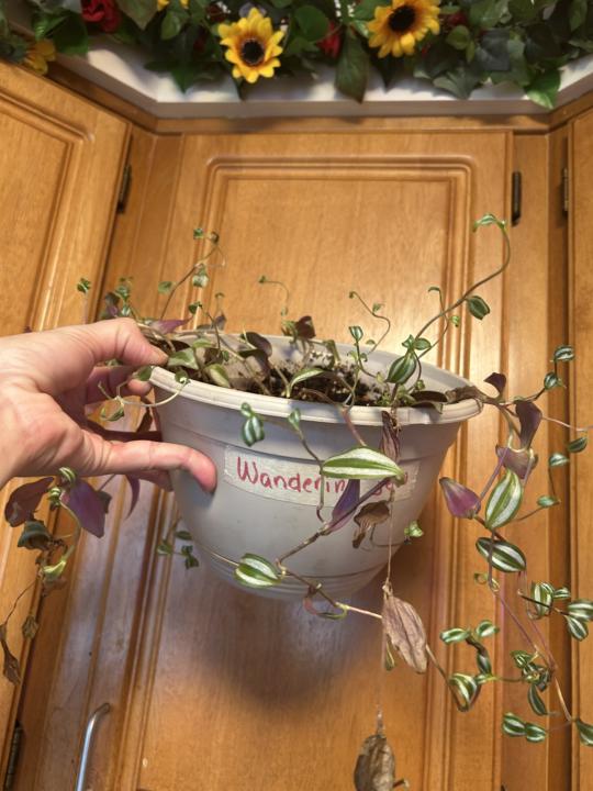 From leggy to lush! 🌱✨