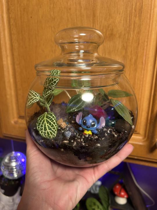 Terrarium made by me 