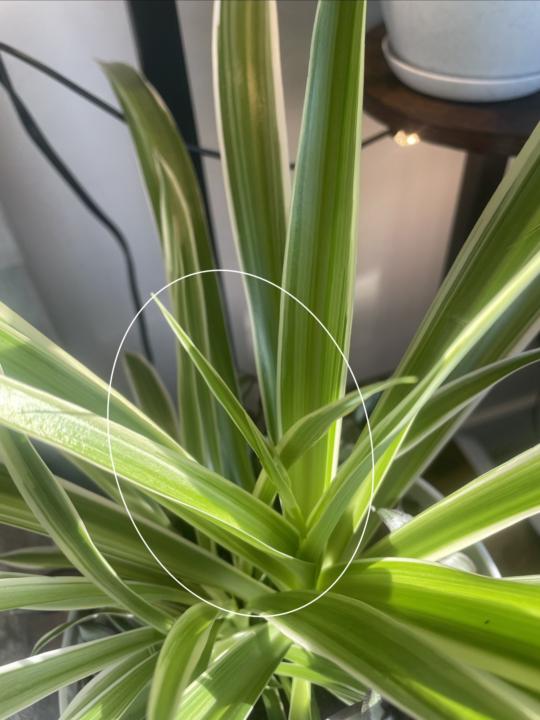 FIRST SPIDER PLANT BABY!!!